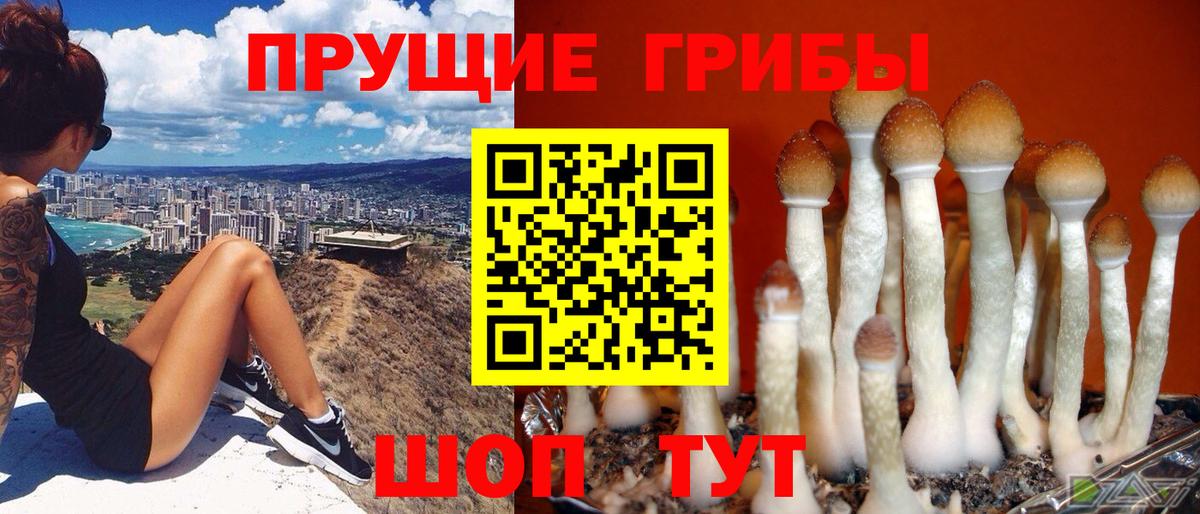купить наркотик  Вход с VPN  Дальнереченск  Псилоцибиновые грибы MAGIC MUSHROOMS 